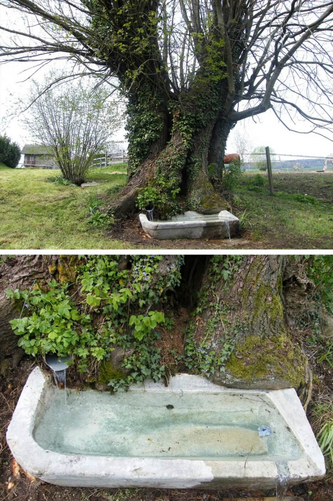 La fontaine du village: son bassin antique et le saule centenaire